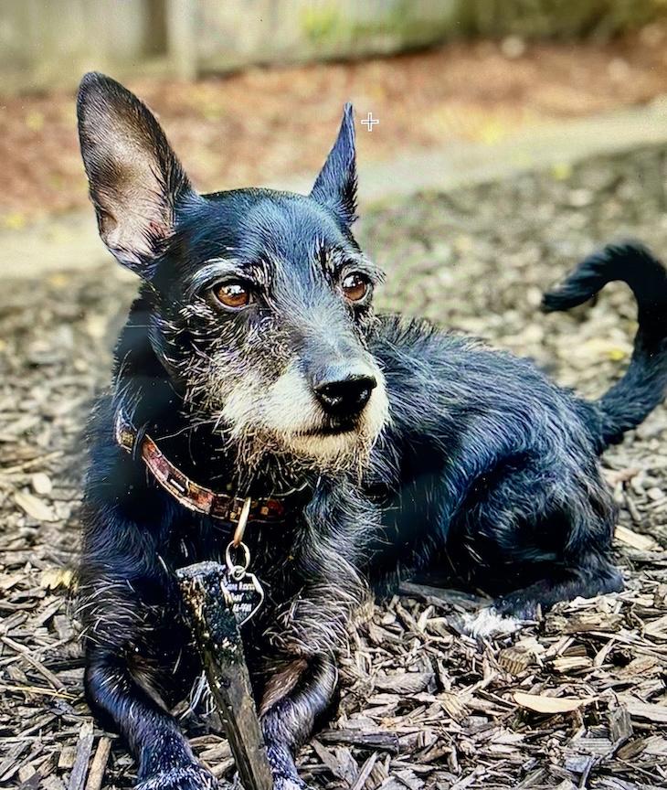 Kobi, a Adoptable mixed breed in San Francisco, CA image 1/6