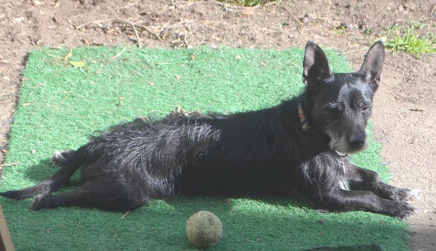 Kobi, a Adoptable mixed breed in San Francisco, CA image 5/6