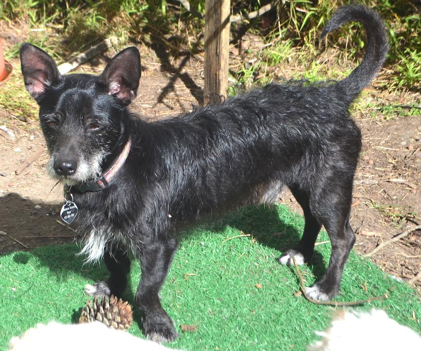 Kobi, a Adoptable mixed breed in San Francisco, CA image 3/6