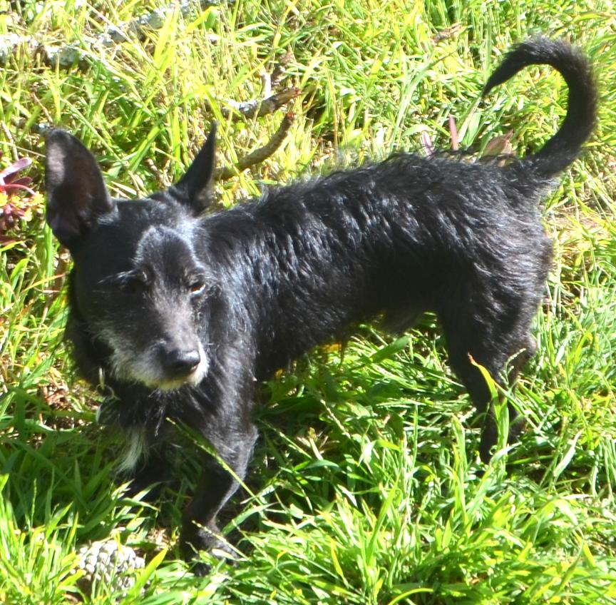 Kobi