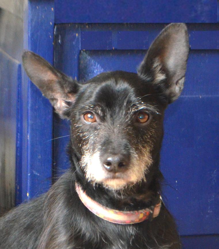 Kobi, a Adoptable mixed breed in San Francisco, CA image 4/6