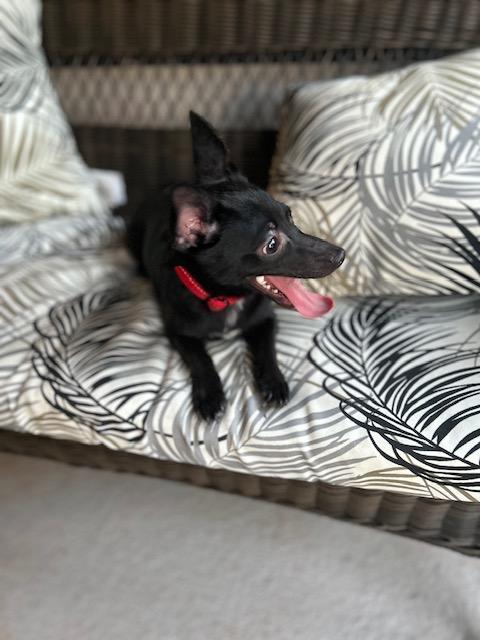 Enlarge Boo , a ADOPTABLE mixed breed in Maitland, FL image 3/3