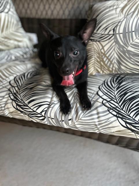 Boo , ADOPTABLE, Young Male Schipperke & Toy Fox Terrier.