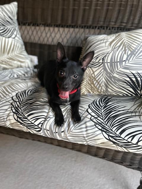 Enlarge Boo , a ADOPTABLE mixed breed in Maitland, FL image 2/3