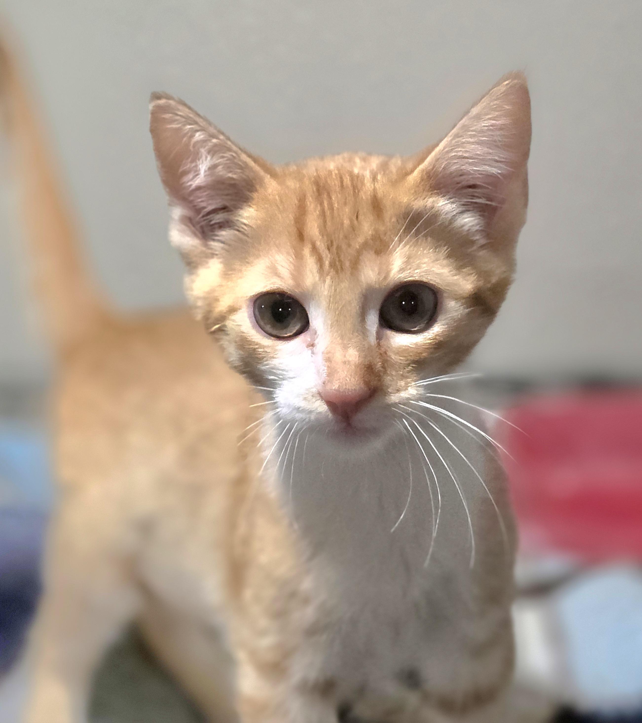 Tilly, Adoptable, Kitten Female Domestic Short Hair.
