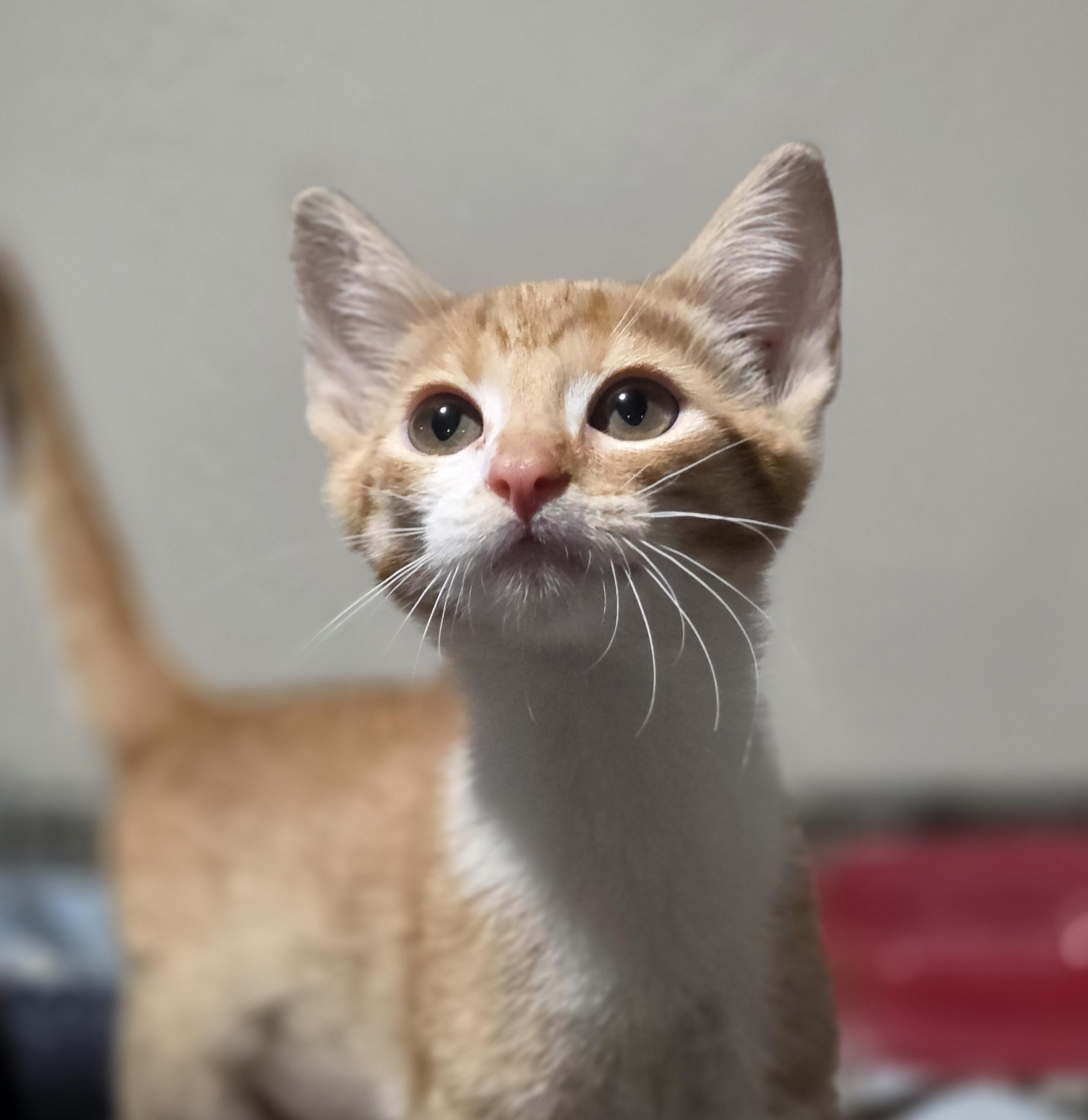 Tilly, a Adoptable mixed breed in Rio Linda, CA image 2/2
