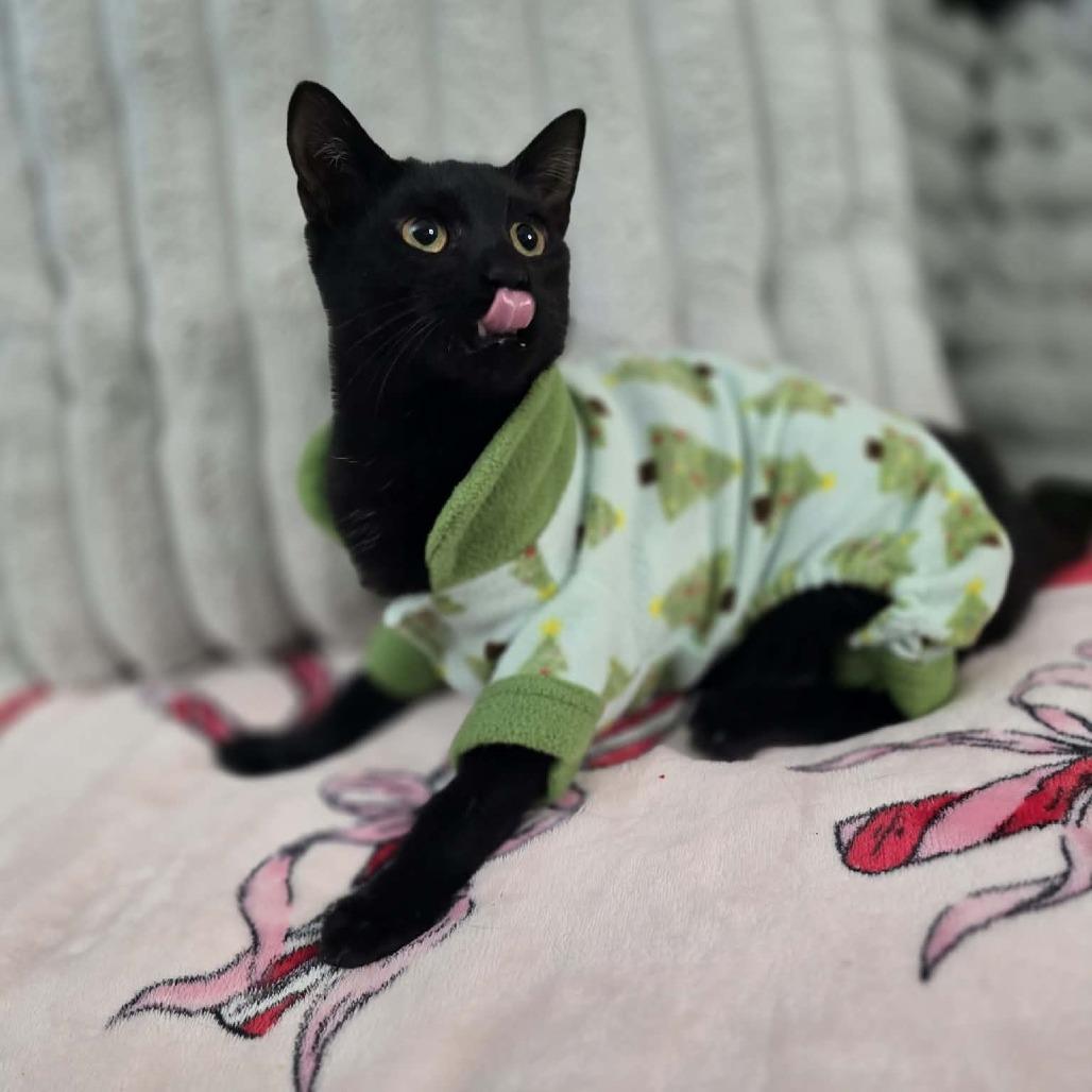 Mike, Adoptable, Young Male Domestic Short Hair.