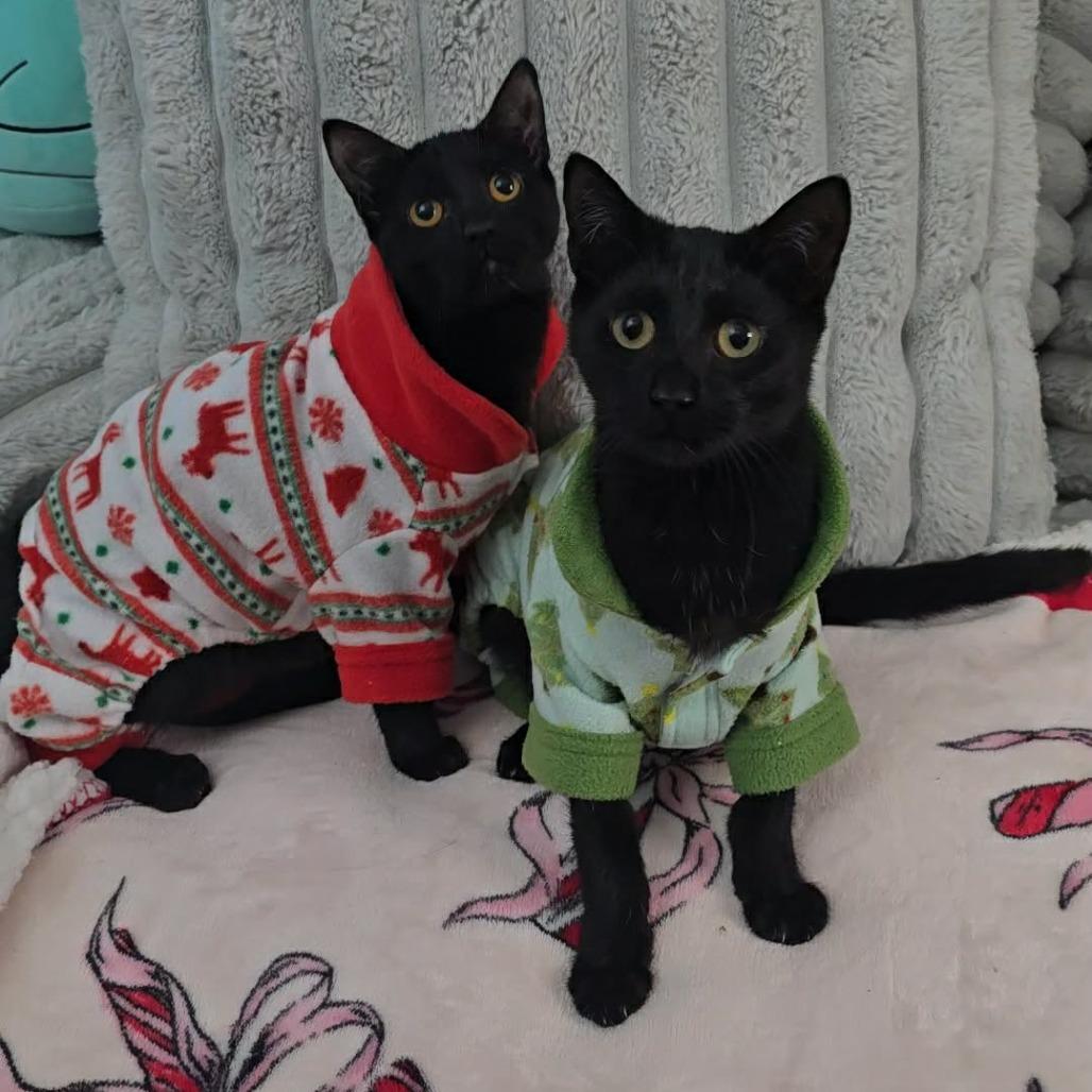 Enlarge Mike, a Adoptable Domestic Short Hair in Jarrettsville, MD image 3/6