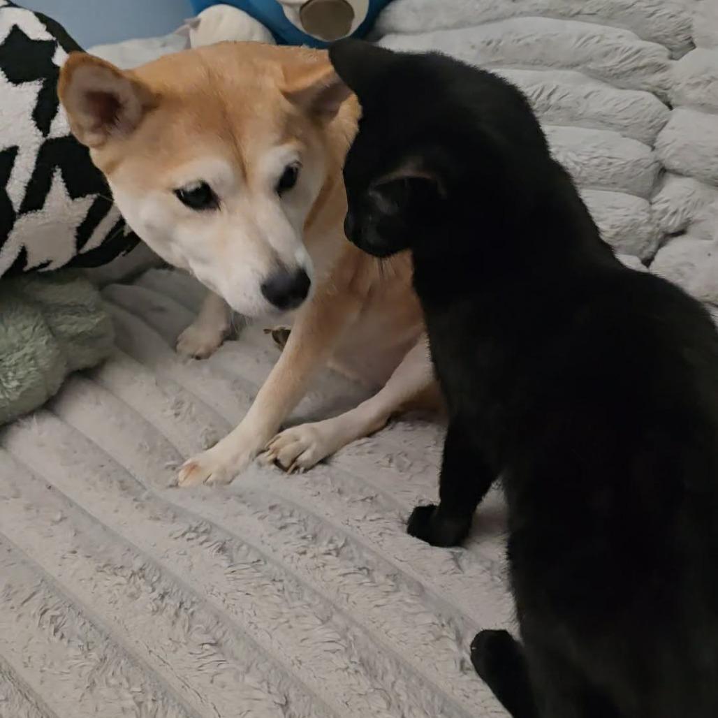 Enlarge Mike, a Adoptable Domestic Short Hair in Jarrettsville, MD image 4/6