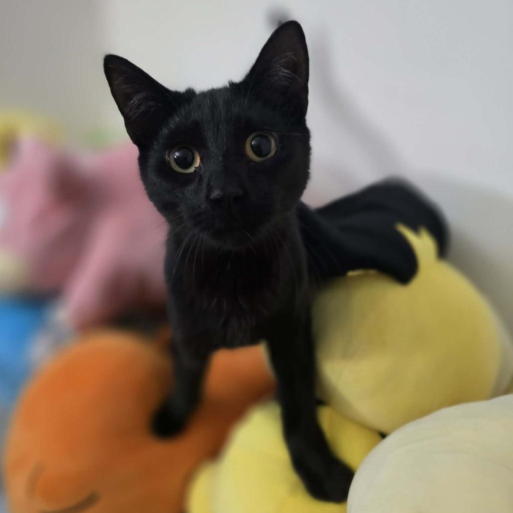 Enlarge Mike, a Adoptable Domestic Short Hair in Jarrettsville, MD image 5/6