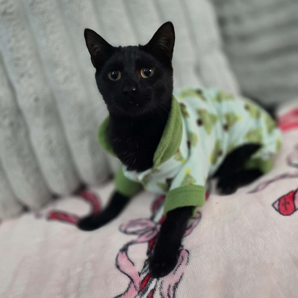 Enlarge Mike, a Adoptable Domestic Short Hair in Jarrettsville, MD image 6/6