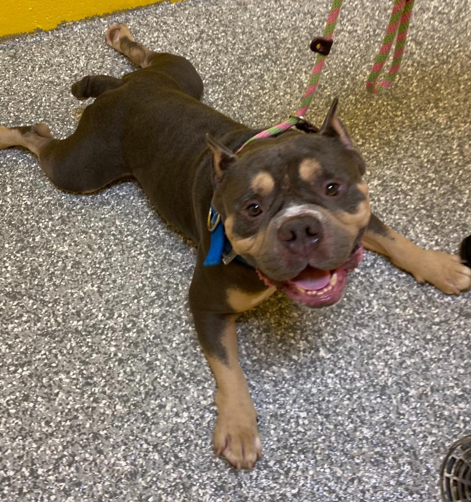 Enlarge LEVI, a Adoptable American Bulldog in Fort Pierce, FL image 1/2