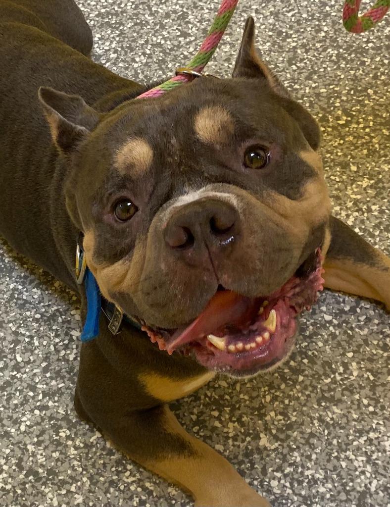 LEVI, Adoptable, Adult Male American Bulldog.