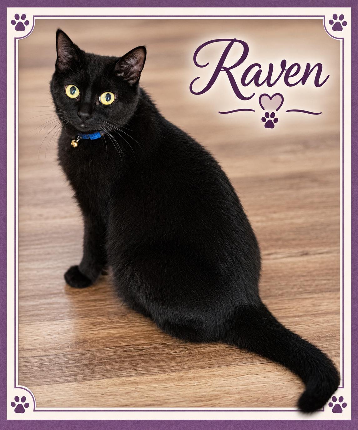 Raven-Loyal Heart with Golden Eyes, Adoptable, Senior Female Domestic Short Hair.