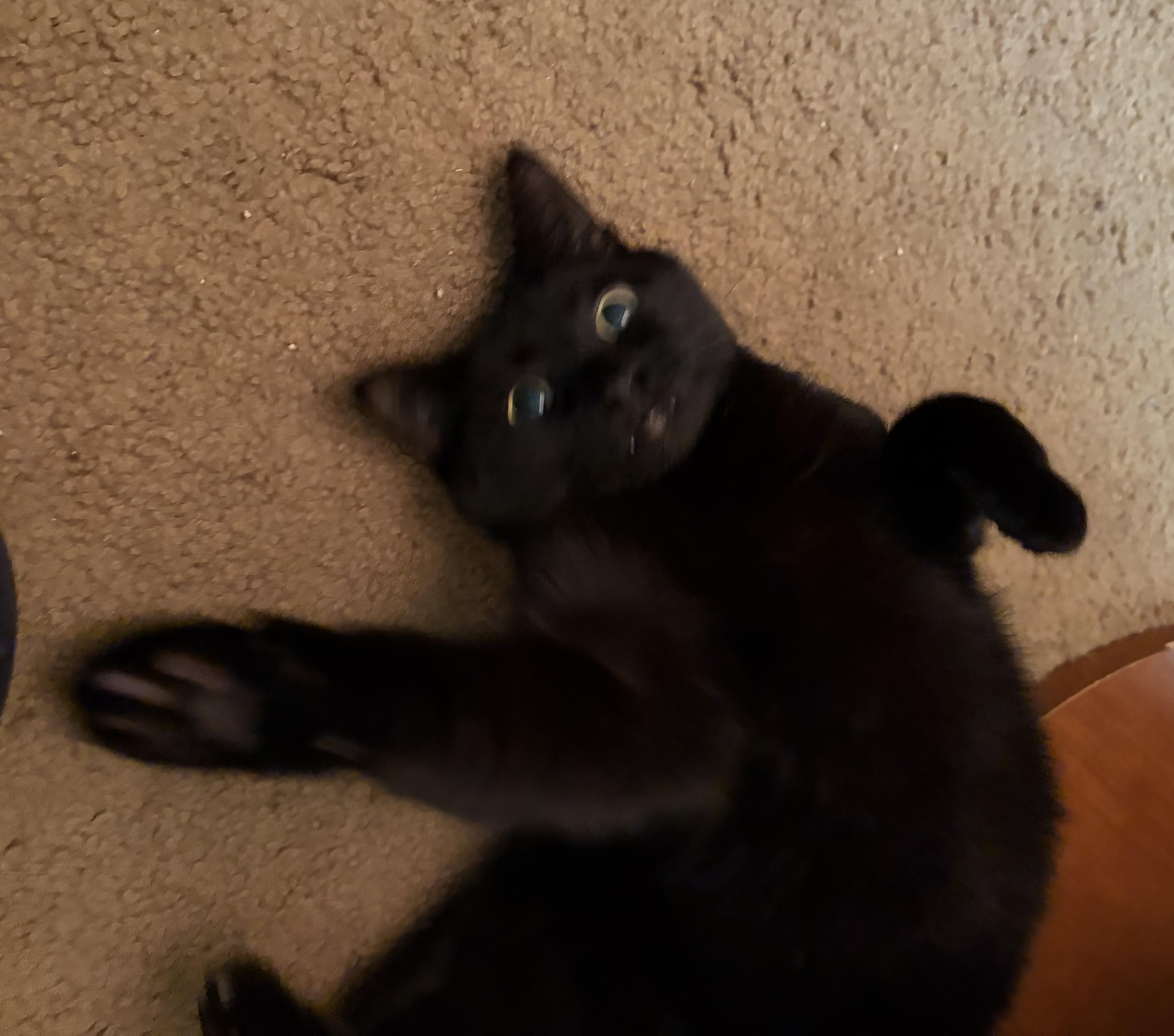 Enlarge Raven-Loyal Heart with Golden Eyes, a Adoptable Domestic Short Hair in Laurel, MD image 6/6