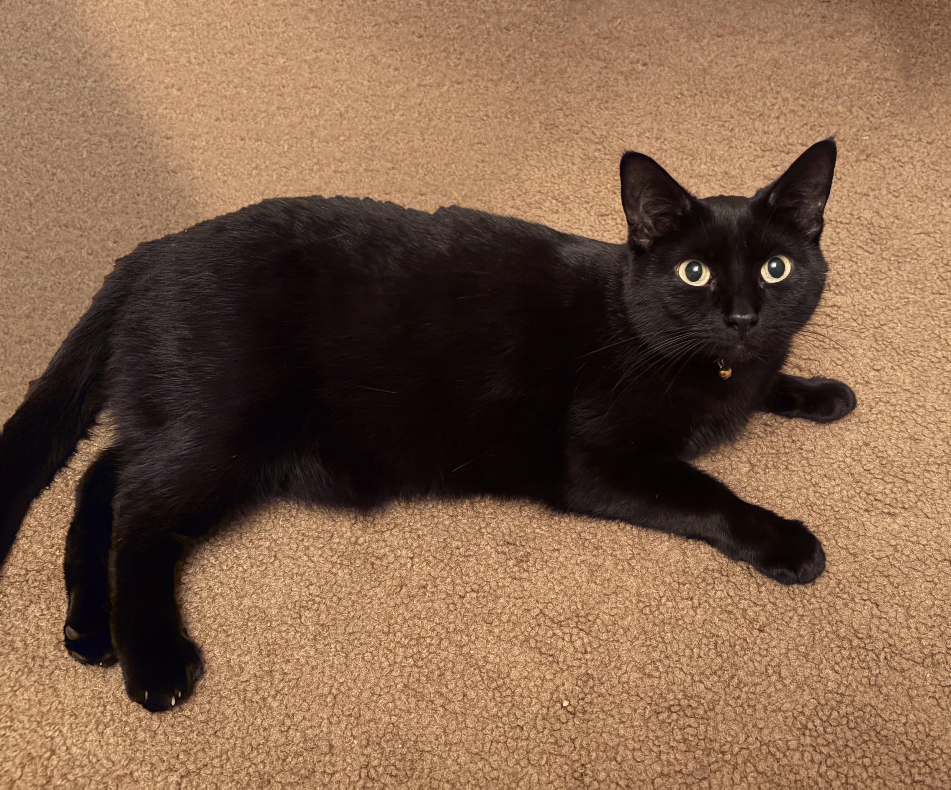 Enlarge Raven-Loyal Heart with Golden Eyes, a Adoptable Domestic Short Hair in Laurel, MD image 5/6