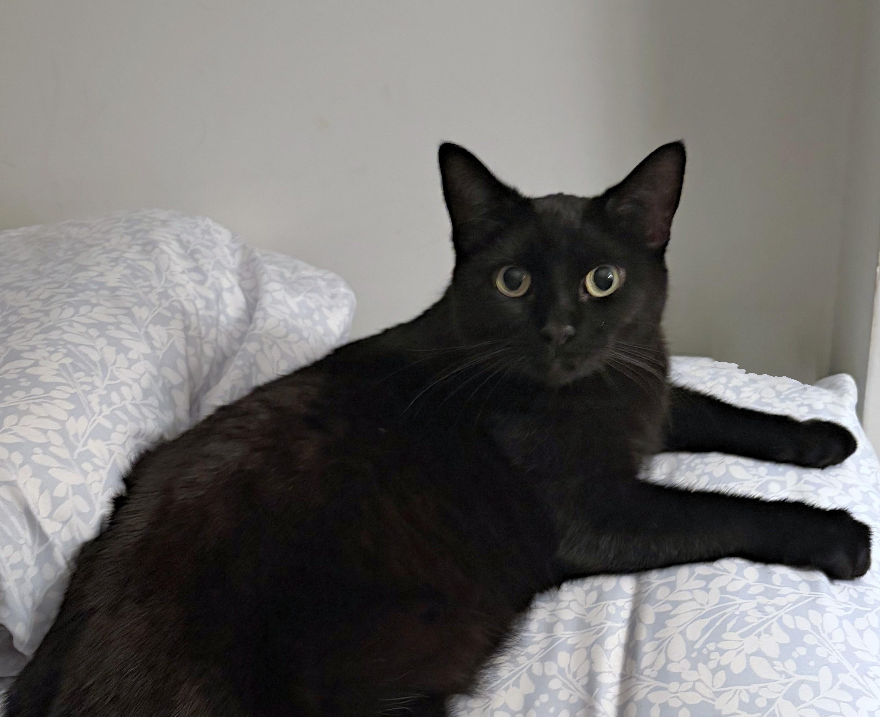 Enlarge Raven-Loyal Heart with Golden Eyes, a Adoptable Domestic Short Hair in Laurel, MD image 3/6