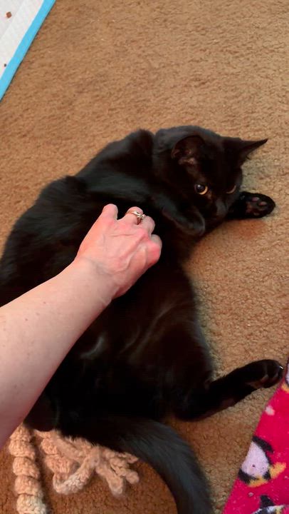 Enlarge Raven-Loyal Heart with Golden Eyes, a Adoptable Domestic Short Hair in Laurel, MD video 2/6