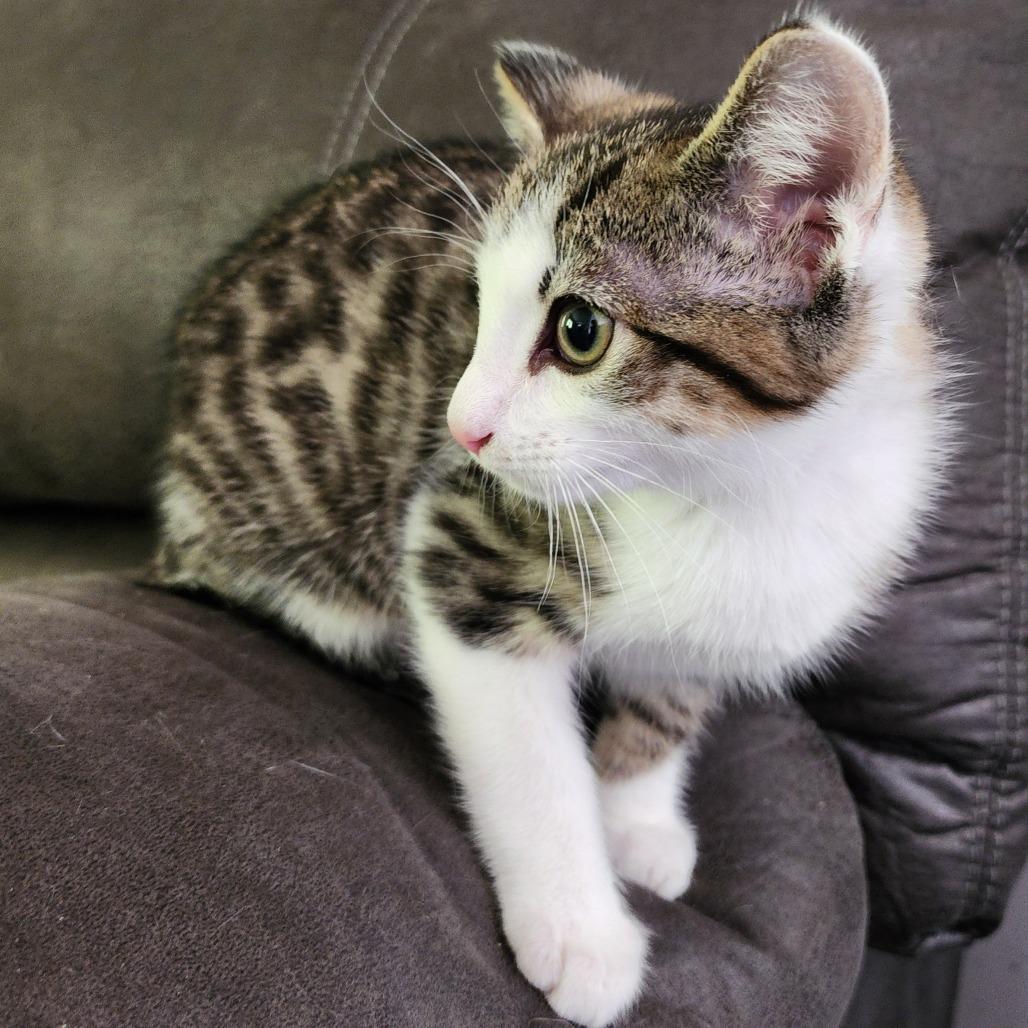 Tonka, Adoptable, Kitten Male Domestic Short Hair.