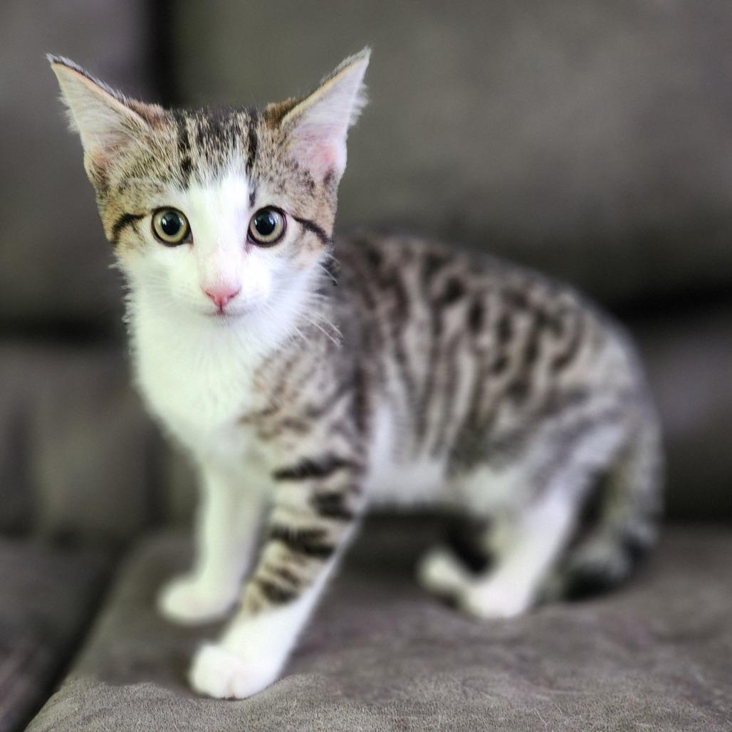Tonka, a Adoptable Domestic Short Hair in Centerville, TN image 2/2