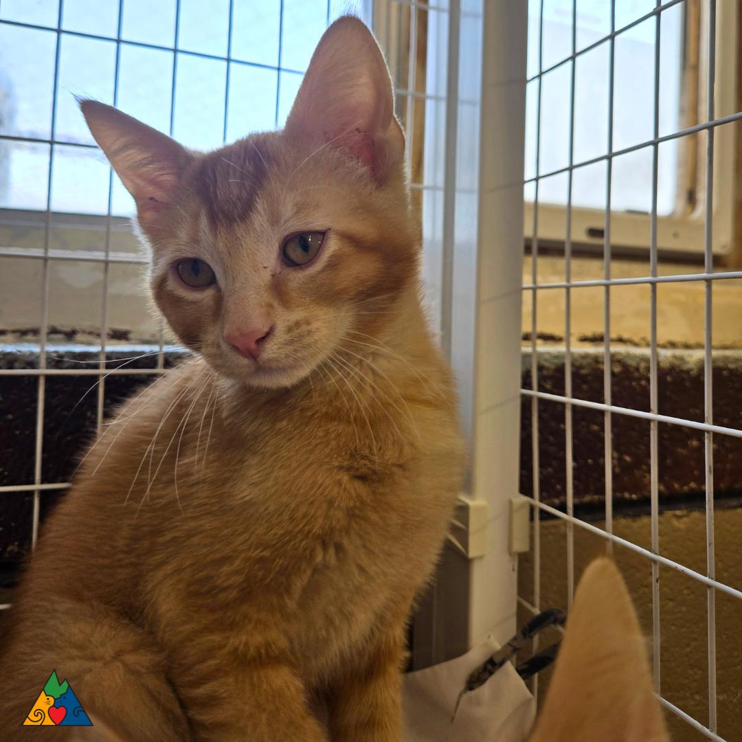 Enlarge Mohawk, a Adoptable Domestic Short Hair in Douglas, WY image 1/3