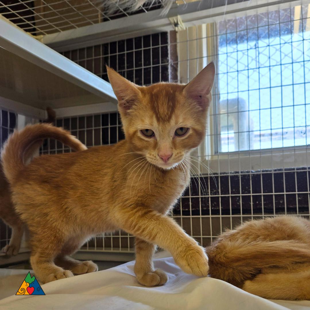 Enlarge Mohawk, a Adoptable Domestic Short Hair in Douglas, WY image 2/3