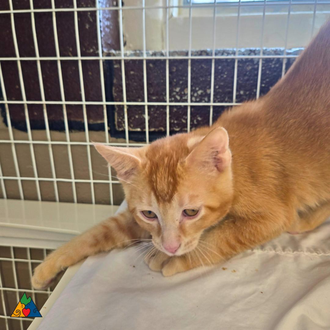 Mohawk, an adoptable Domestic Short Hair in Douglas, WY, 82633 | Photo Image 1