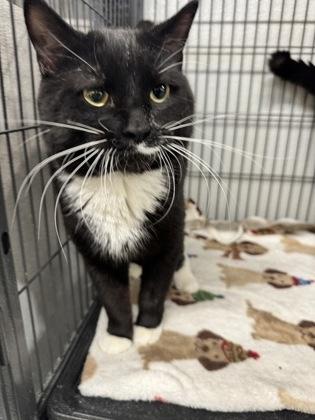 Romeo, Adoptable, Adult Male Domestic Short Hair & Domestic Short Hair.