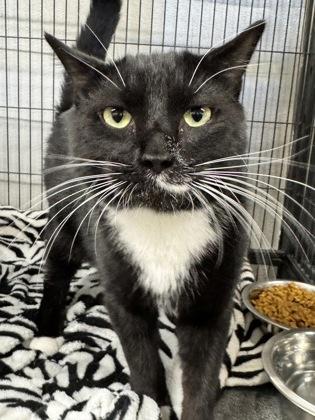 Enlarge Romeo, a Adoptable mixed breed in St. Anne, IL image 2/2