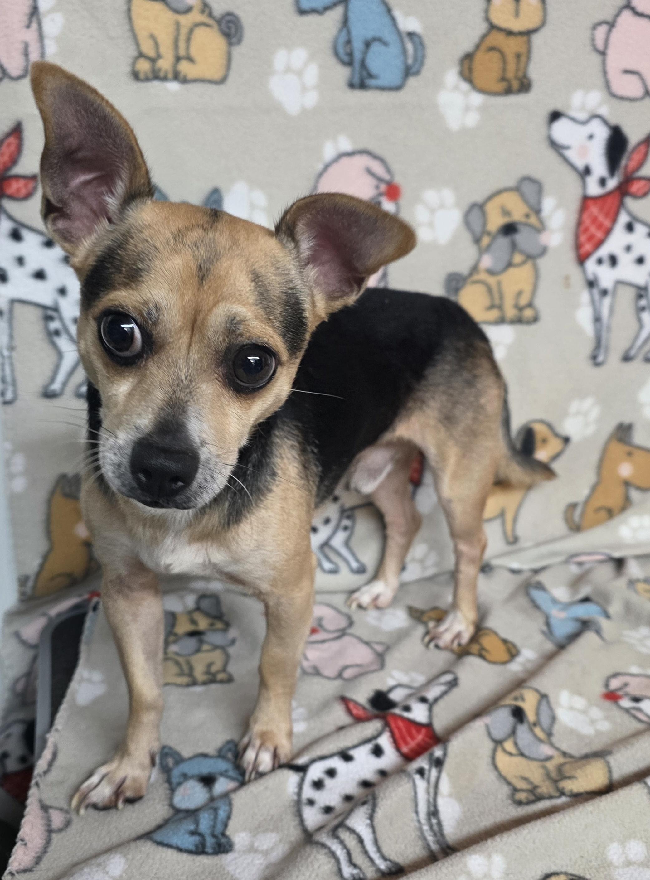 Tiny Terry, a ADOPTABLE mixed breed in Dallas, GA image 3/3