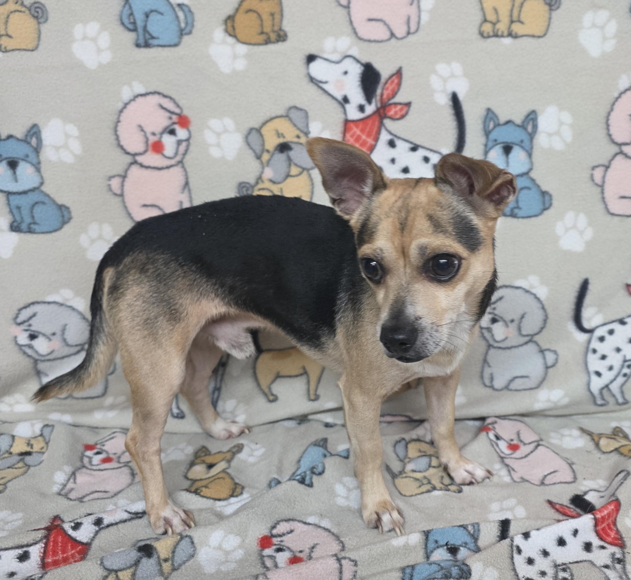 Tiny Terry, a ADOPTABLE mixed breed in Dallas, GA image 2/3