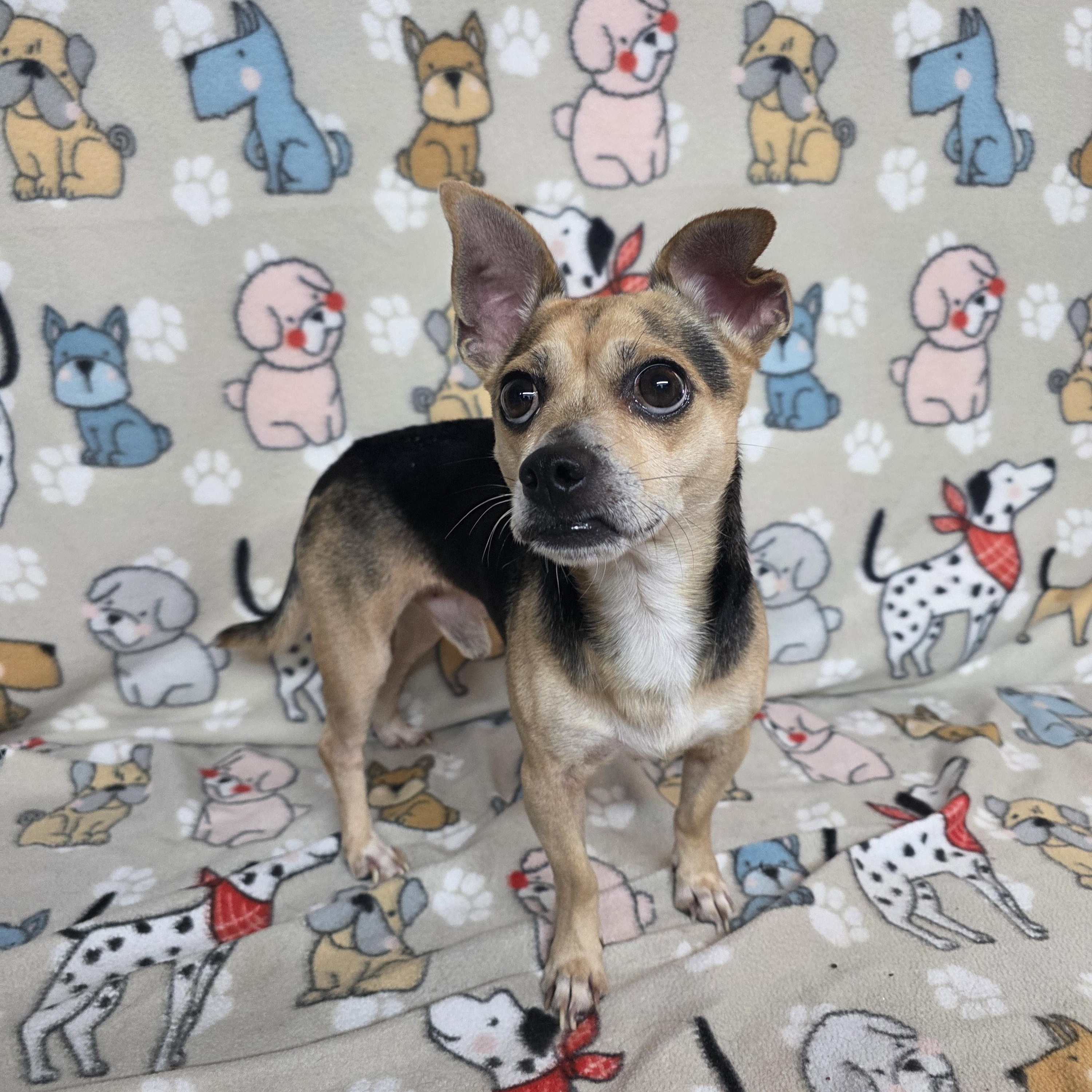 Tiny Terry, a ADOPTABLE mixed breed in Dallas, GA image 1/3