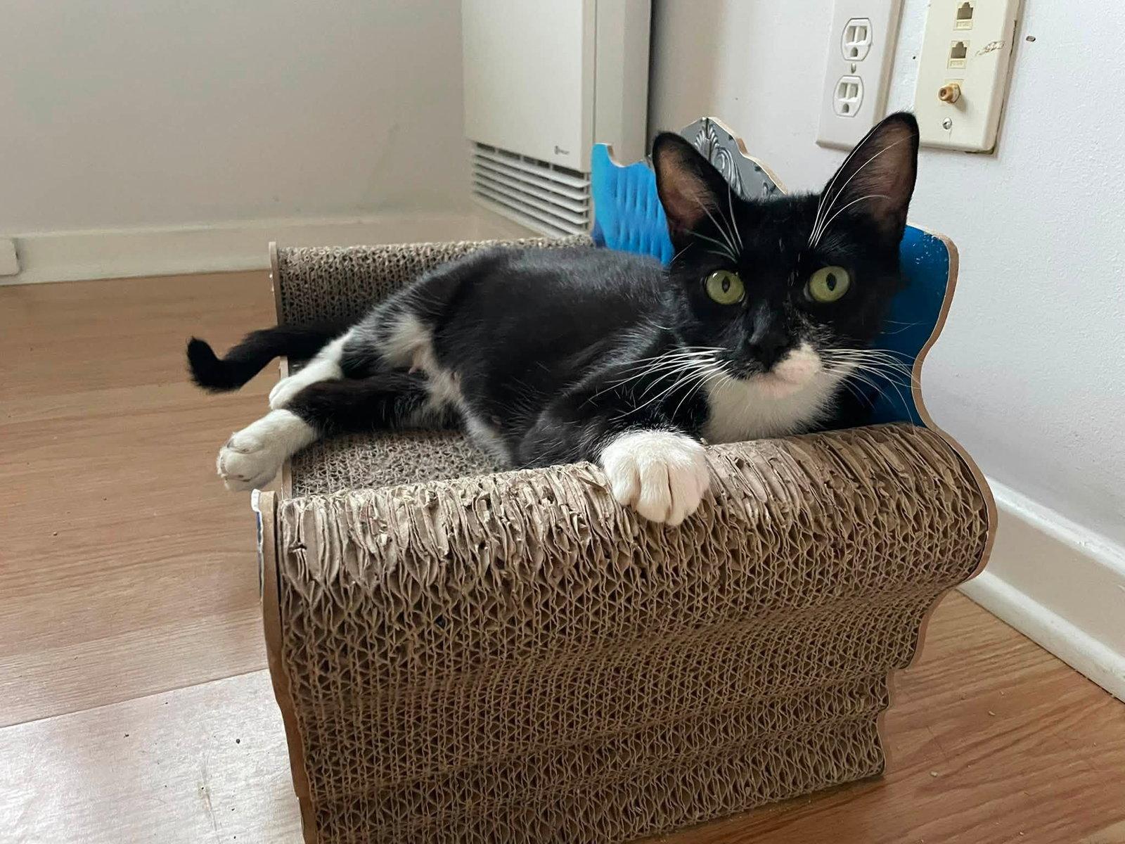 Enlarge Lilian, a Adoptable Domestic Short Hair in Orleans, ON image 1/3