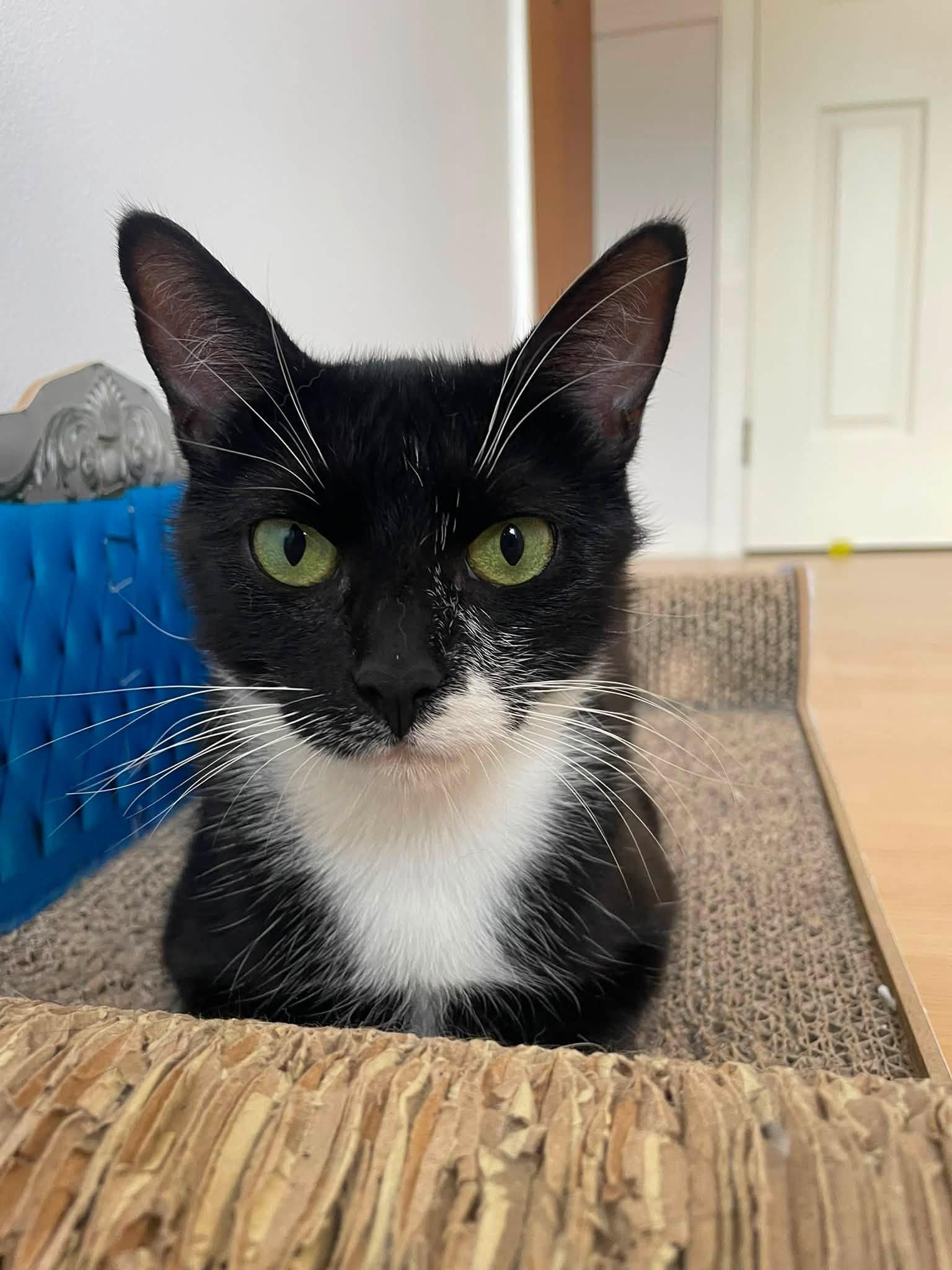 Enlarge Lilian, a Adoptable Domestic Short Hair in Orleans, ON image 2/3