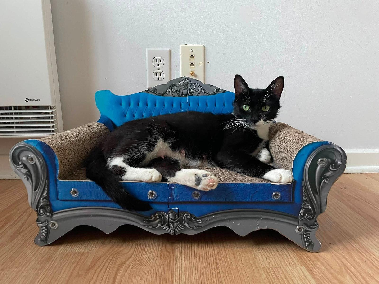 Enlarge Lilian, a Adoptable Domestic Short Hair in Orleans, ON image 3/3