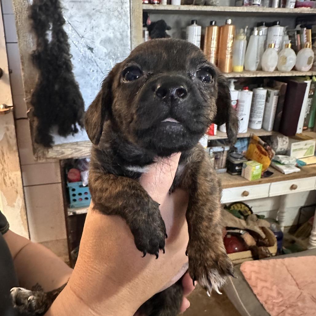 Enlarge Sancho, a Adopted mixed breed in Temple, TX image 1/1