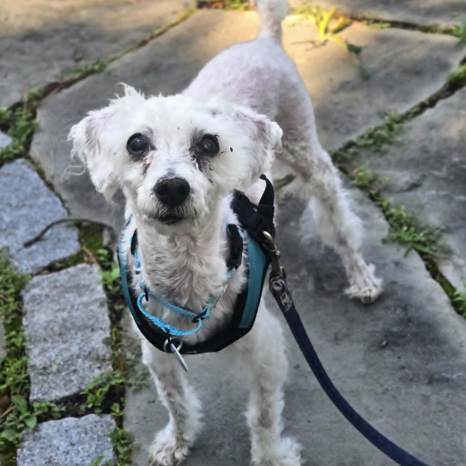 Numa, adoptable, Senior Male Poodle.