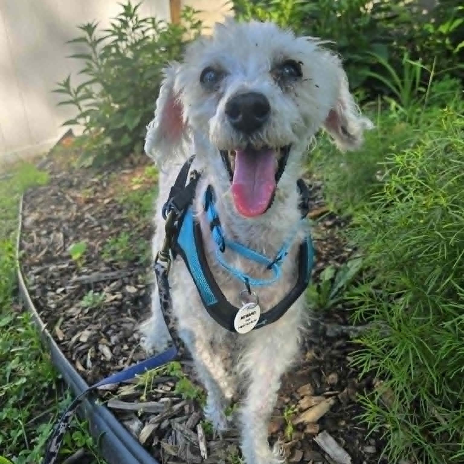 Numa, an adoptable mixed breed in Severn, MD image 4/6