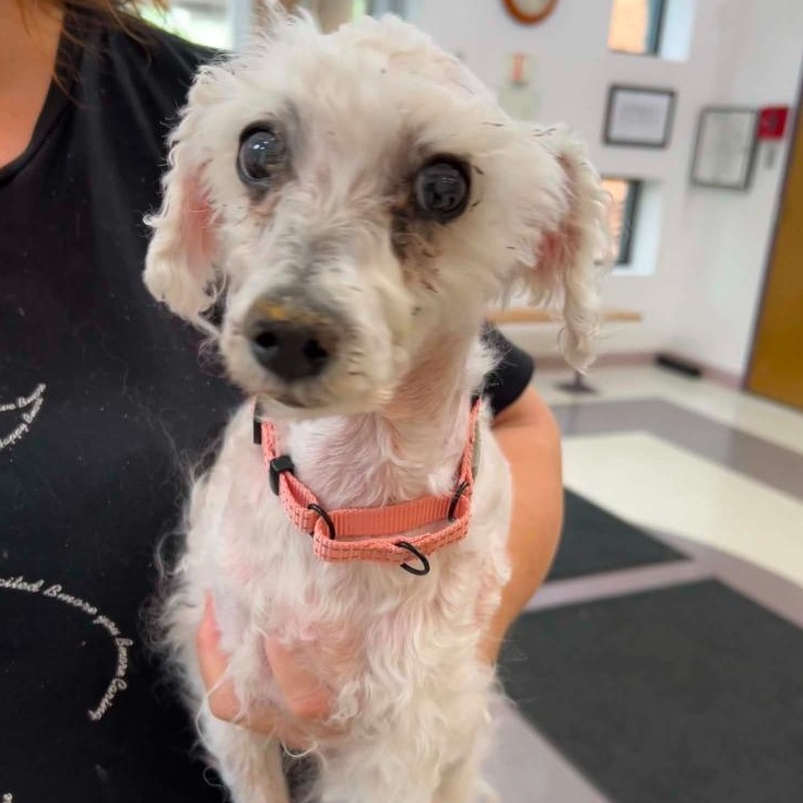 Numa, an adoptable mixed breed in Severn, MD image 5/6
