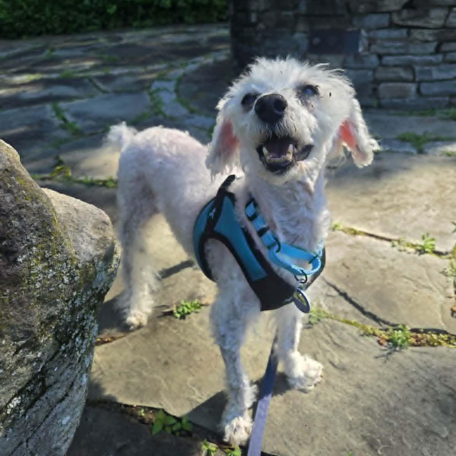 Numa, an adoptable mixed breed in Severn, MD image 3/6