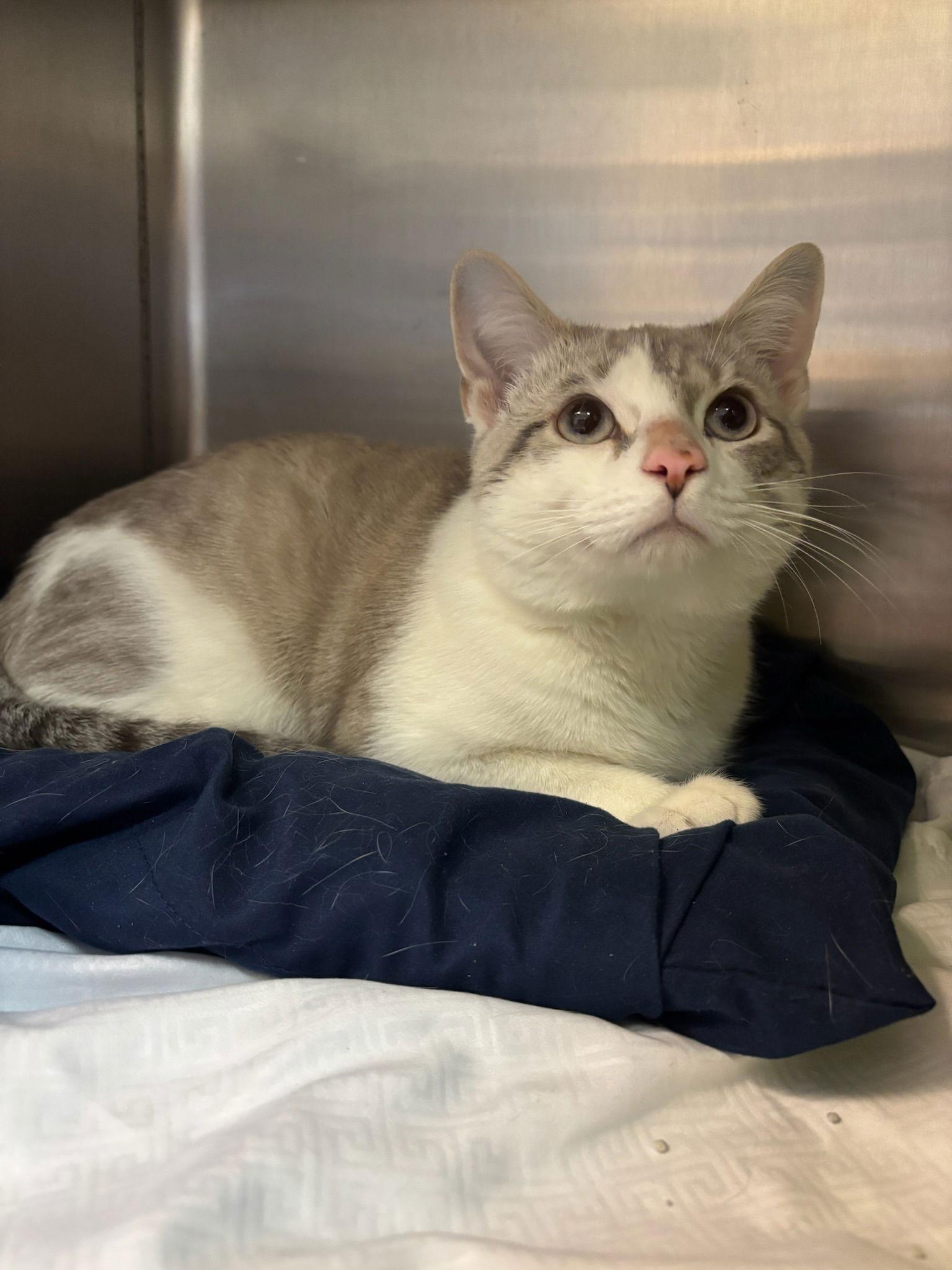 Alfredo, a Adoptable Siamese in Hopewell, VA image 1/3