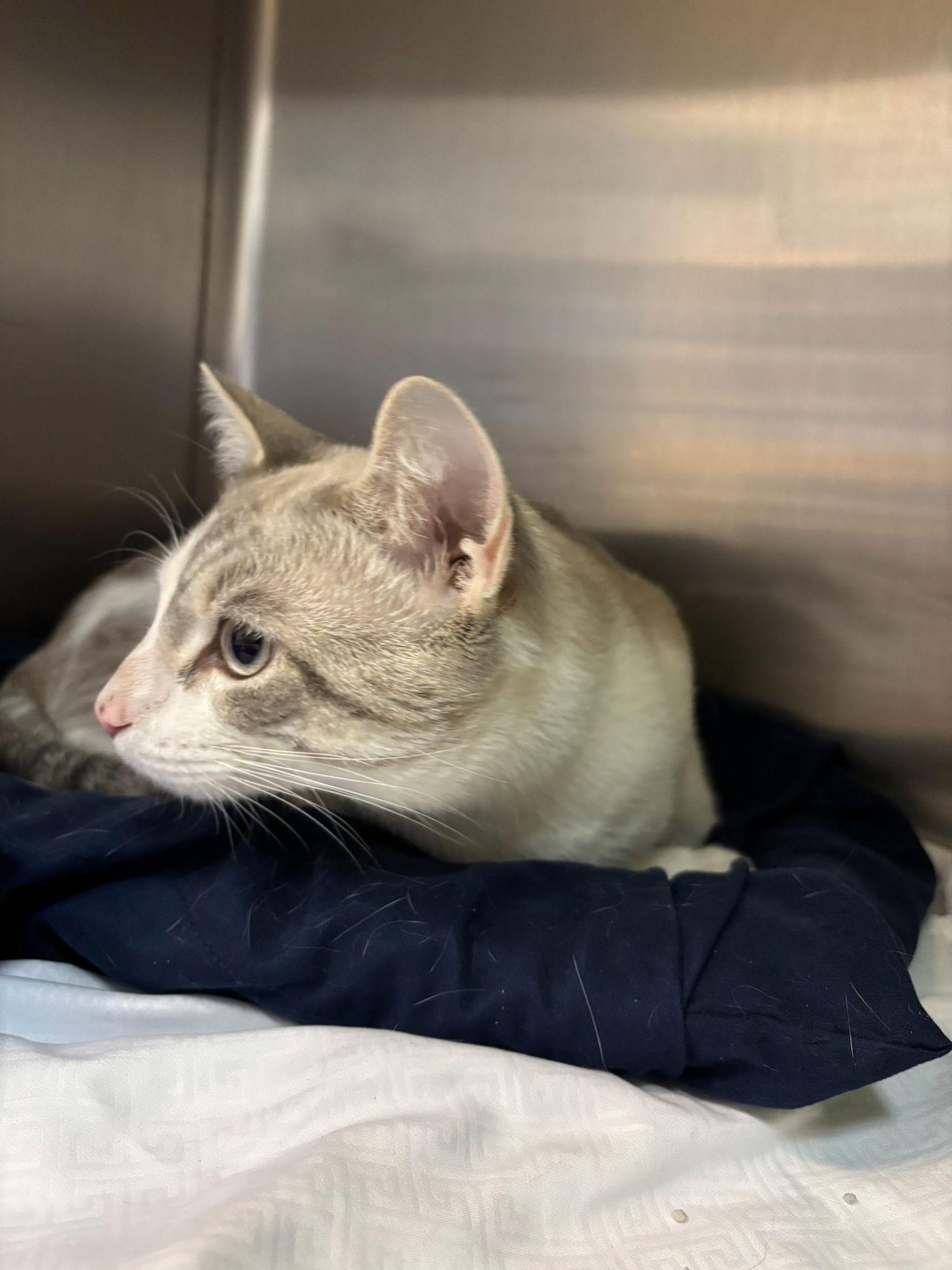 Alfredo, a Adoptable Siamese in Hopewell, VA image 2/3