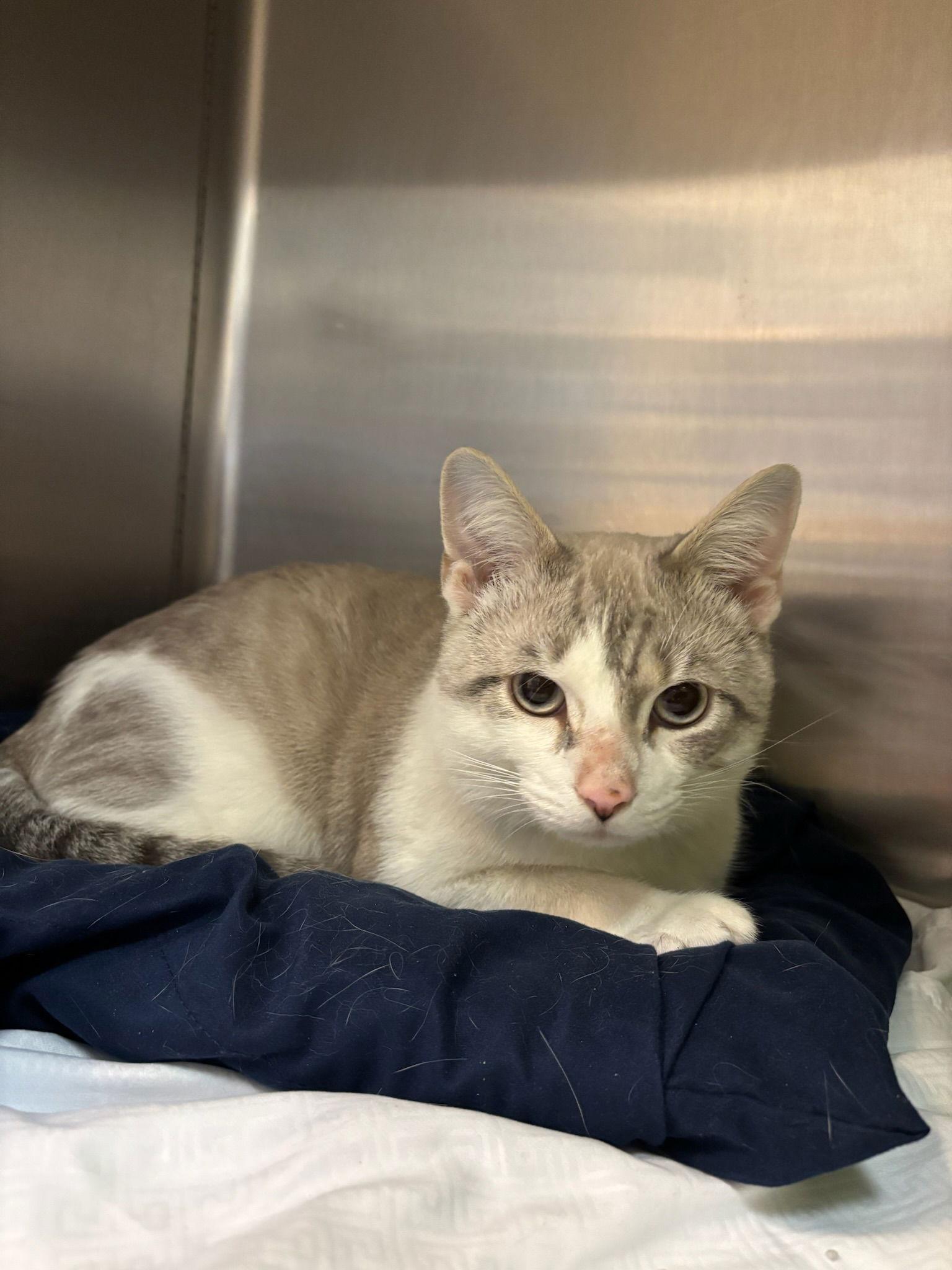 Alfredo, a Adoptable Siamese in Hopewell, VA image 3/3