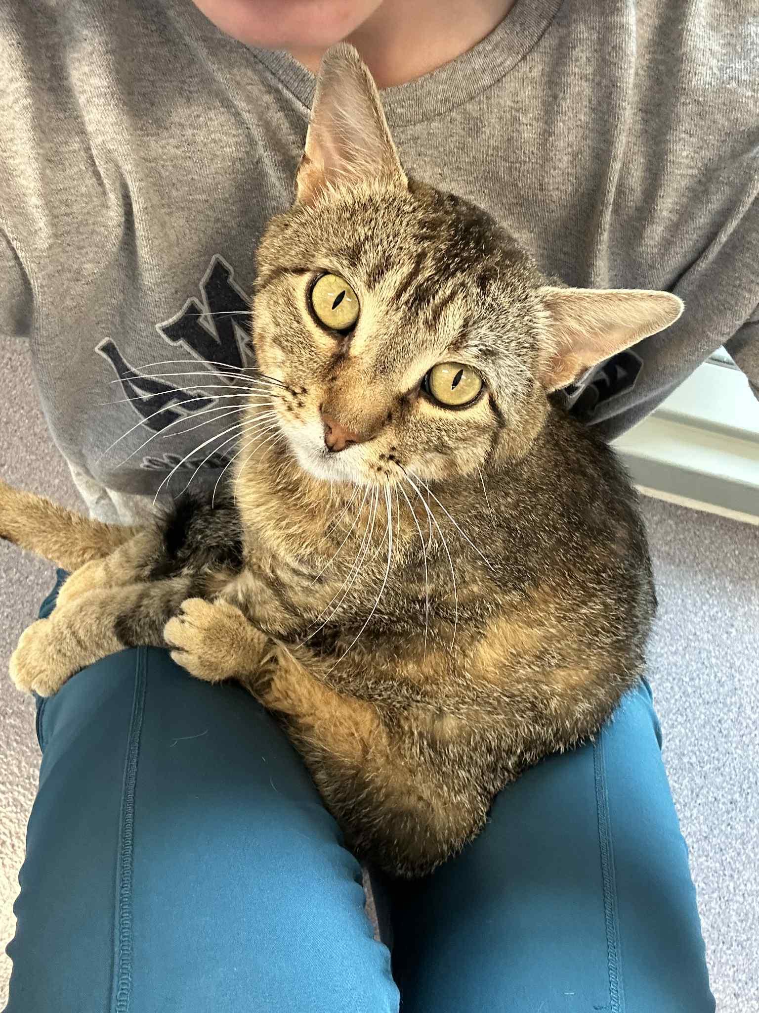 Meowster, an adoptable Domestic Short Hair, Tiger in Onalaska, WI, 54650 | Photo Image 3