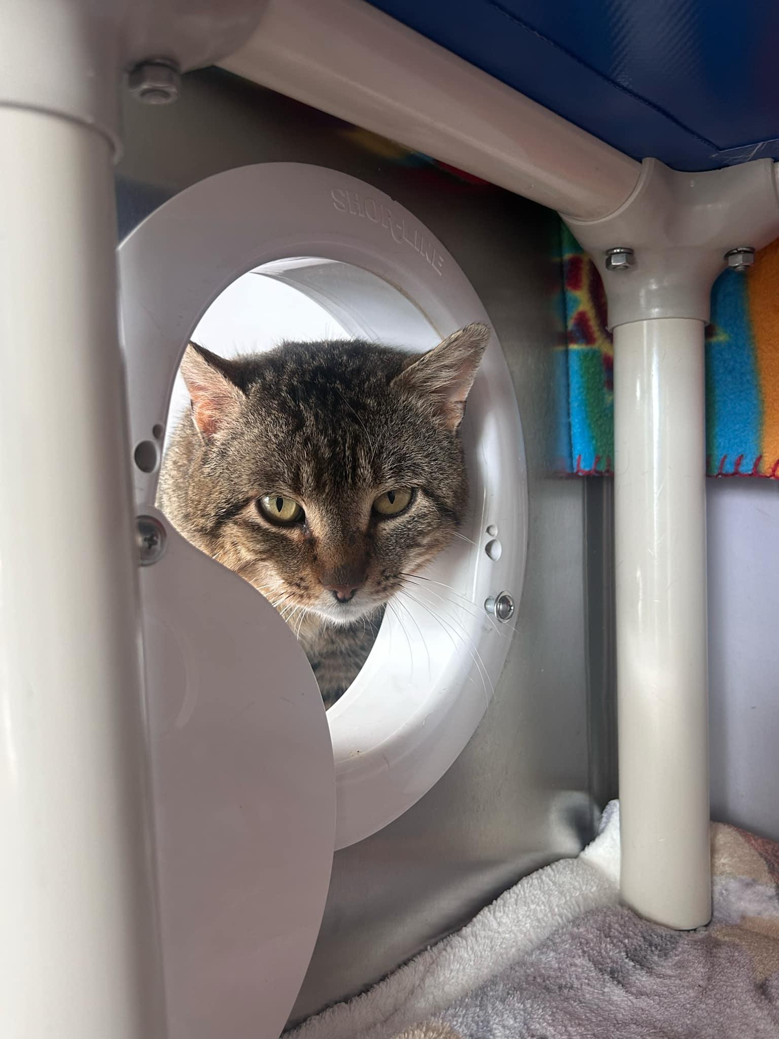 Meowster, an adoptable Domestic Short Hair, Tiger in Onalaska, WI, 54650 | Photo Image 5