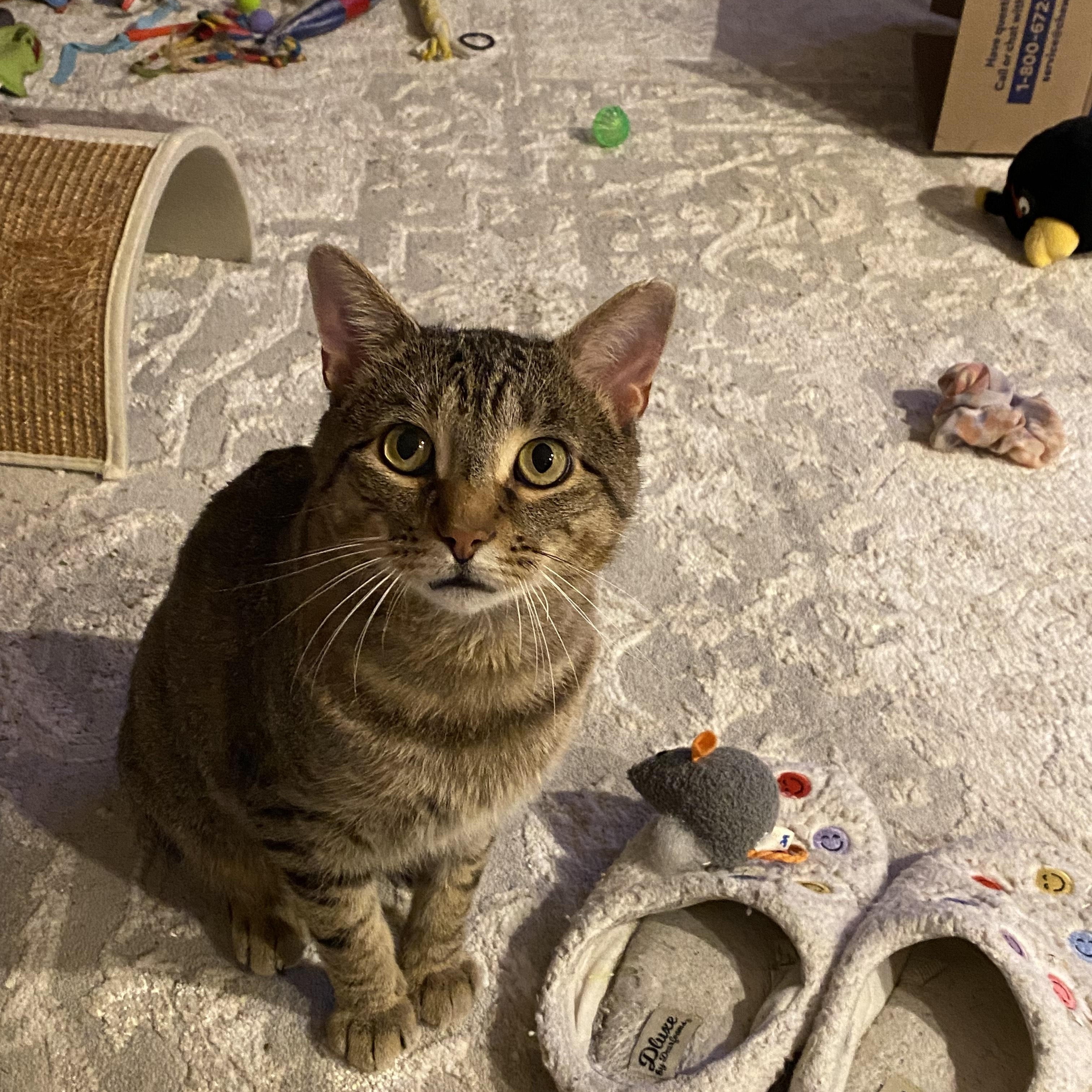 Meowster, a Adoptable mixed breed in Onalaska, WI image 2/4