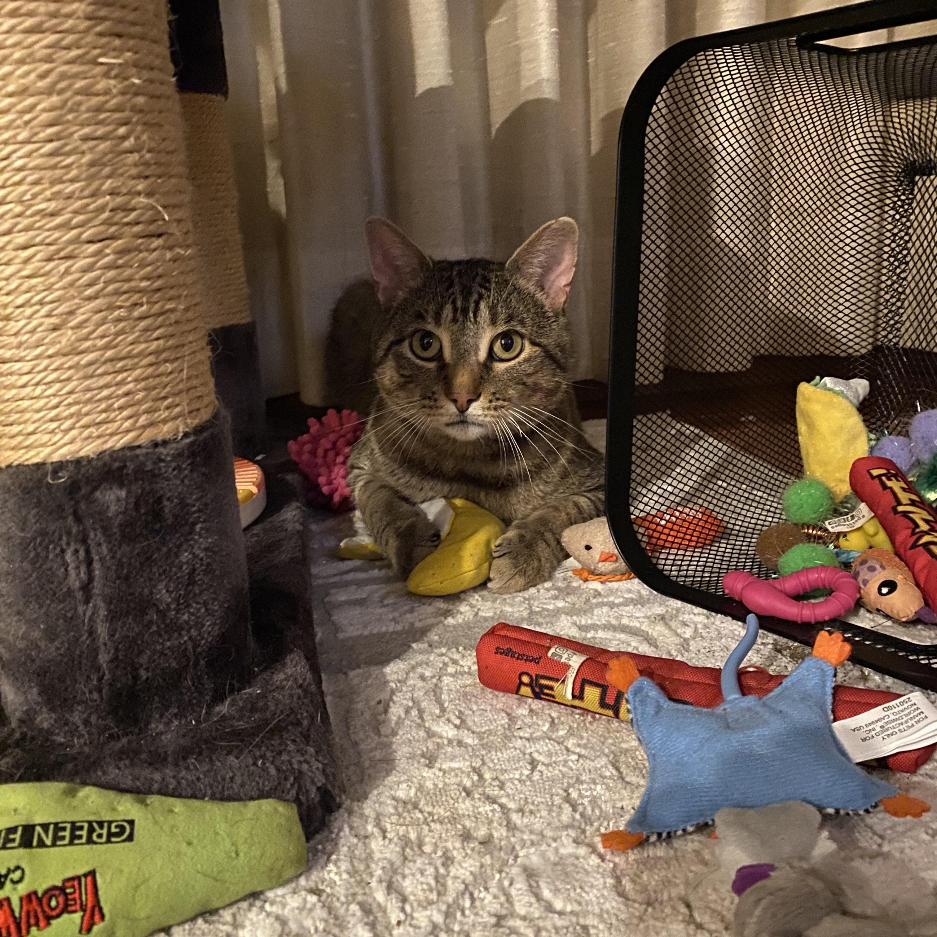 Meowster, a Adoptable mixed breed in Onalaska, WI image 3/4