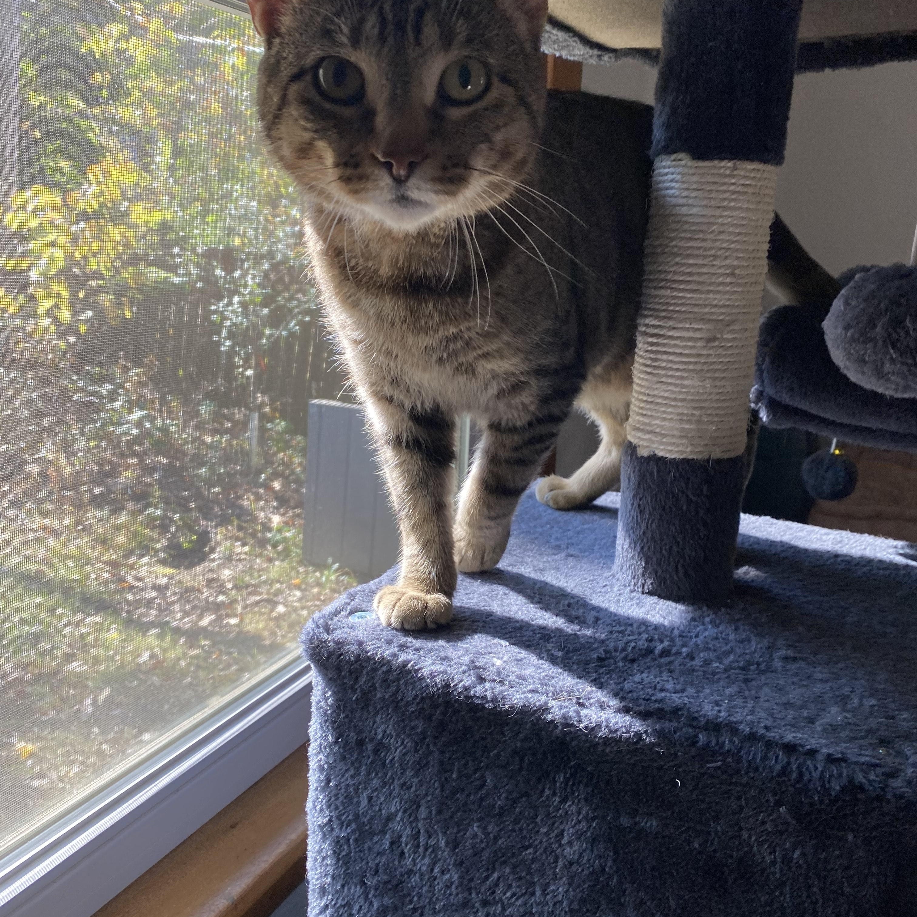 Meowster, Adoptable, Adult Male Domestic Short Hair & Tiger.