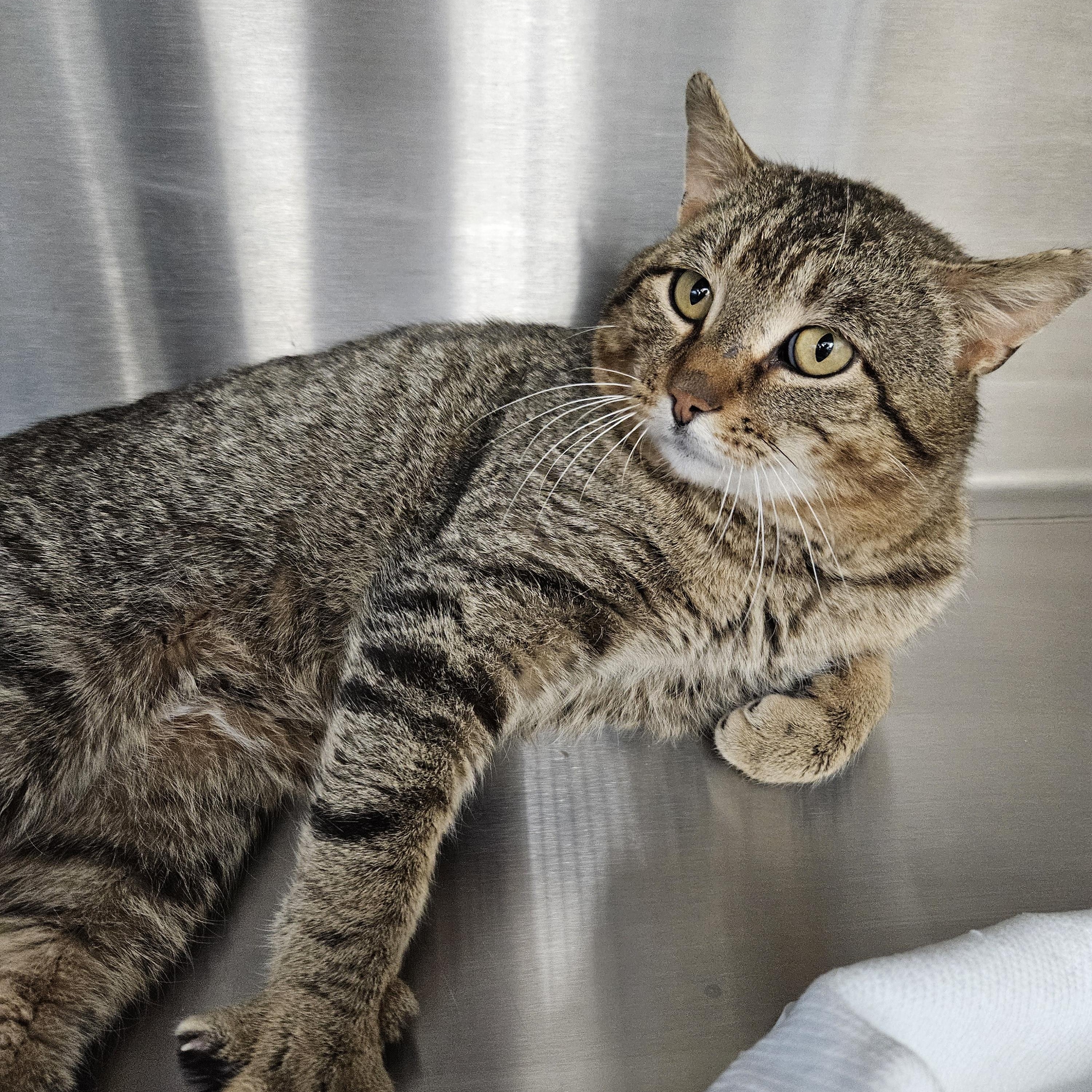 Meowster, an adoptable Domestic Short Hair, Tiger in Onalaska, WI, 54650 | Photo Image 6