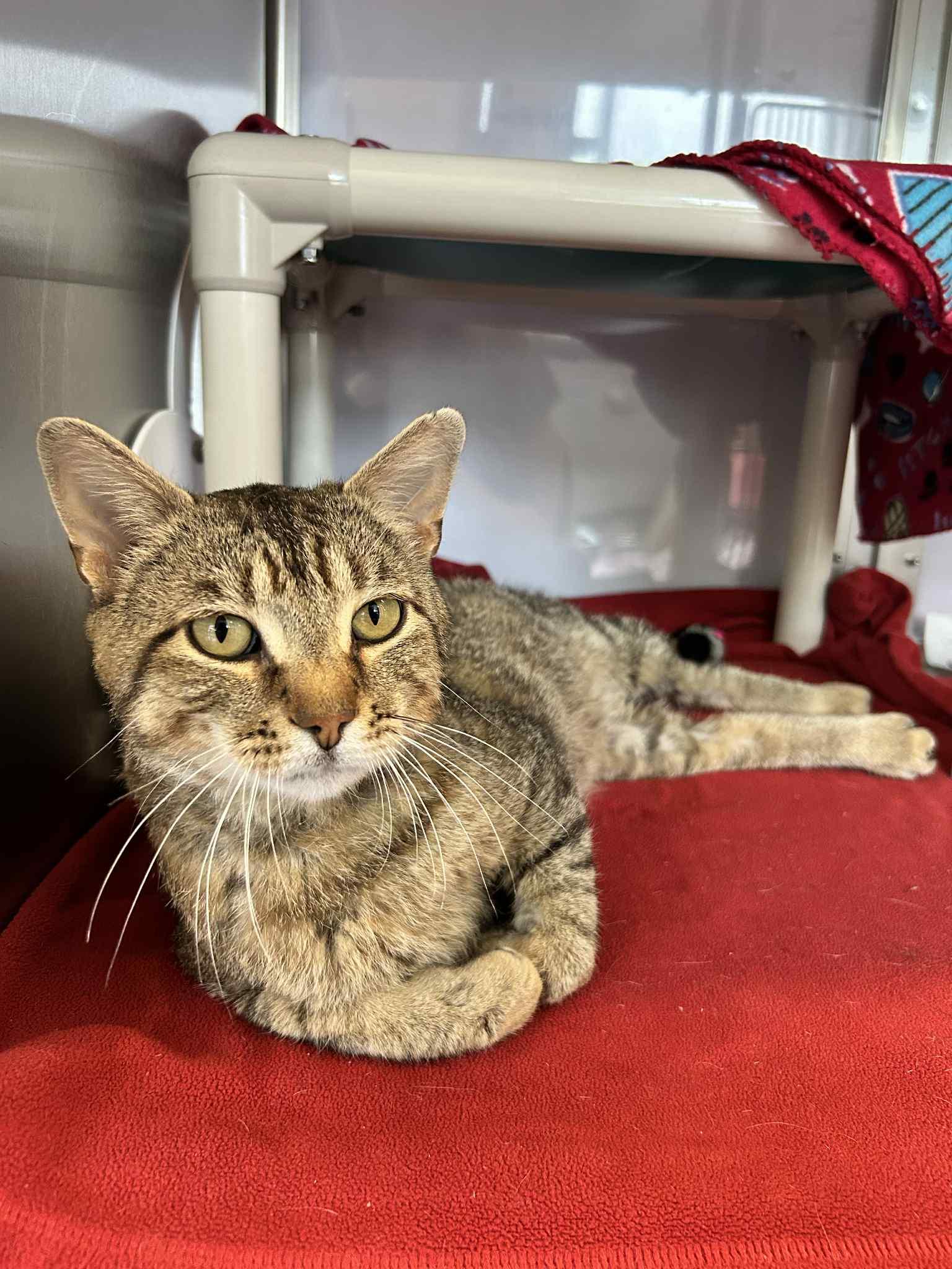 Meowster, an adoptable Domestic Short Hair, Tiger in Onalaska, WI, 54650 | Photo Image 2